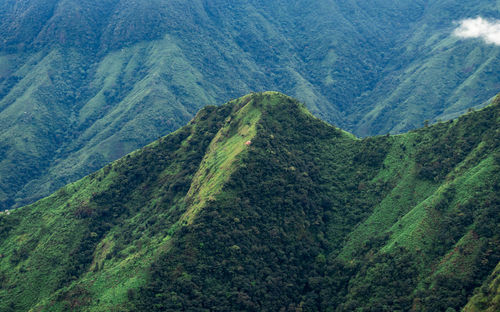 Mountain peak covered with green forest at morning