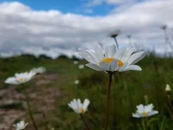 Close-up of white crocus blooming outdoors