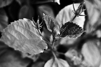 Close-up of flowering plant leaves