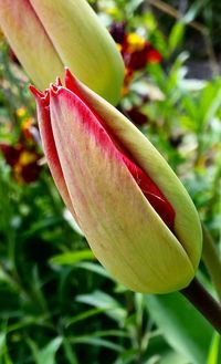 Close-up of pink flowers