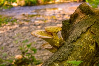 Two mushrooms growing on a tree stump with a creek flowing in the background