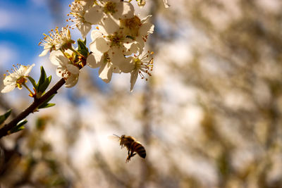 Close-up of bee pollinating on flower