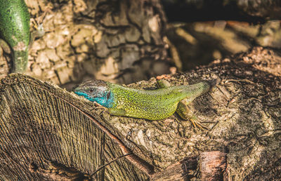 Close-up of lizard on log