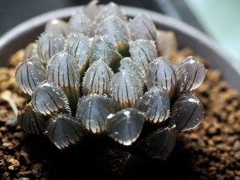 High angle view of shells