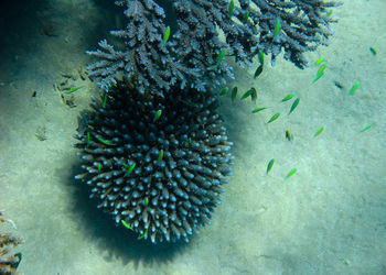 View of coral in sea