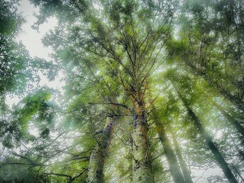 Low angle view of trees in forest