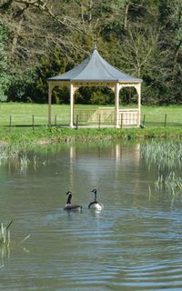 Birds in lake