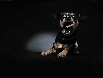 Portrait of black dog eating snacks