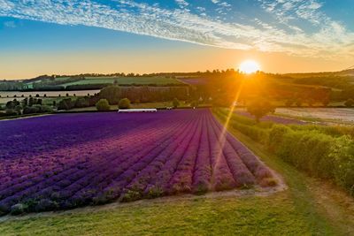 Scenic view of agricultural field against sky during sunset