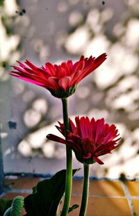 Close-up of red flower