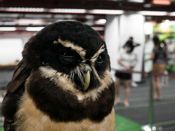 Close-up of owl in zoo