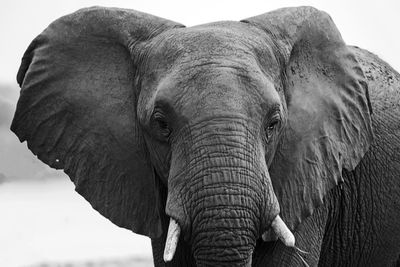 Close-up of elephant against sky