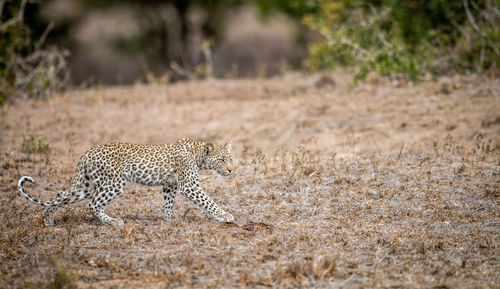 Side view of leopard walking on field