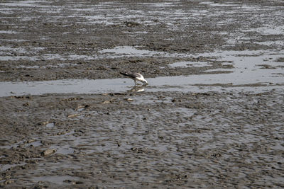 View of seagulls on beach