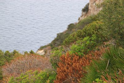 High angle view of plants on beach