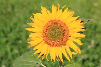 Close-up of sunflower