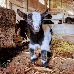 Portrait of kid goat standing in animal pen