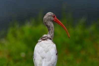 Close-up of bird perching on a plant