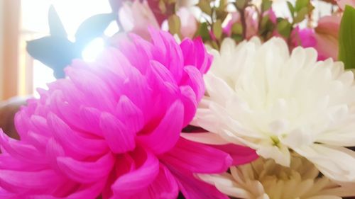 Close-up of pink flowers blooming outdoors