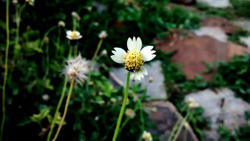 Close-up of white flowers blooming outdoors