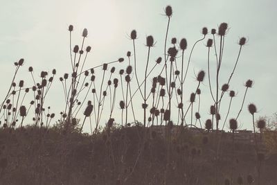 Low angle view of plants against sky