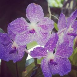 Close-up of purple flowers blooming outdoors