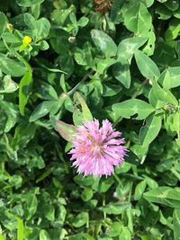 Close-up of insect on flower blooming outdoors