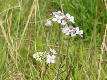 Close-up of white flowers blooming in field
