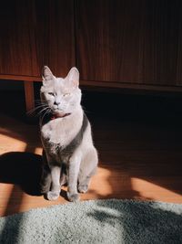 Portrait of cat sitting on hardwood floor