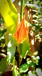 Close-up of flower blooming outdoors