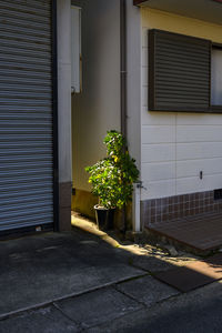 Lemon tree touched by the sunlight in a small japanese town.