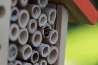 Insect hotel with solitary mason bee.
