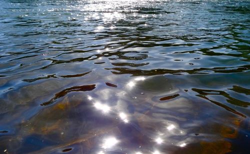 Reflection of trees in water