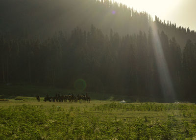 Scenic view of grassy field during foggy weather