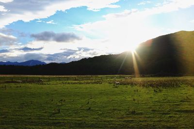 Scenic view of field against bright sun