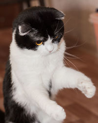 Close-up of white cat