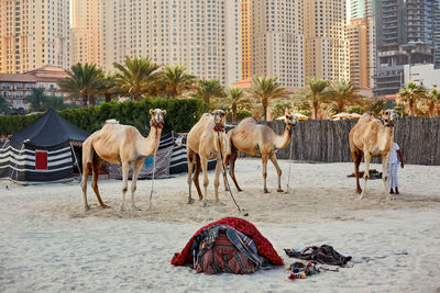 Horses in a building