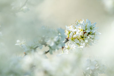 Close-up of white cherry blossoms in spring