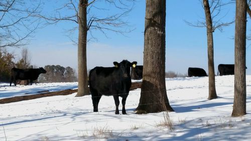 Cow standing on snow covered field