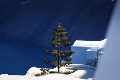 Tree against calm blue sea