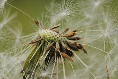 Close-up of wilted plant