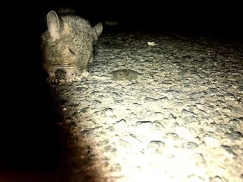 Close-up of cat on floor