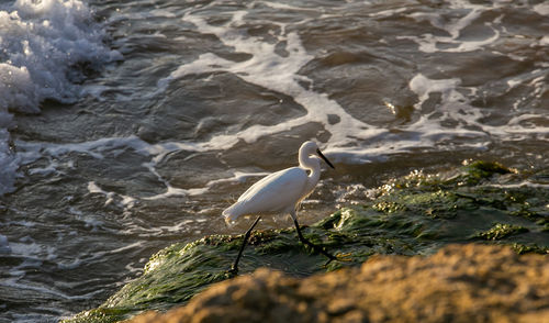 Seagull perching on rock by sea