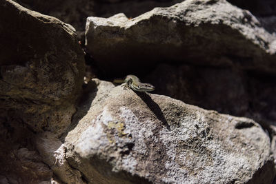 Close-up of insect on rock