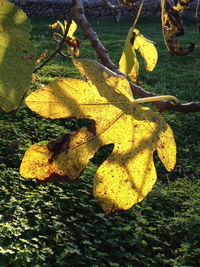 Close-up of yellow autumn leaf