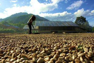 Farmer spreading coffee beans on field against sky