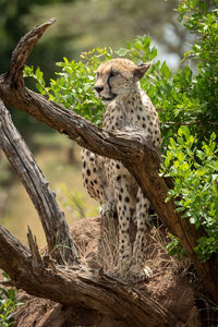 Cheetah sits by bush on termite mound
