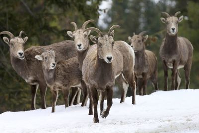 Goats on snow against trees