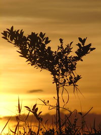 Silhouette of tree at sunset