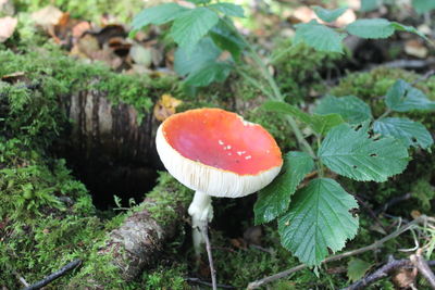 Close-up of mushroom growing in forest